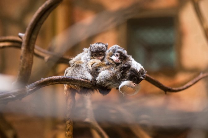 Nyíregyháza, 2016. július 11. Császárbajszú tamarin ikrek (Sauginus imperator) kapaszkodnak anyjukba a Nyíregyházi Állatparkban 2016. július 11-én. A 140 napnyi vemhesség után született majmok idejük nagy részét az ivarérett állatok hátán kapaszkodva töltik, de olykor már önállóan is ismerkednek a kifutóikkal. MTI Fotó: Balázs Attila