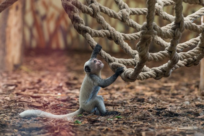 Veszprém, 2016. július 29. Kéthetes zászlós farkú kolobusz (Colobus guereza) a veszprémi állatkertben 2016. július 29-én. A rendkívül látványos, mozgékony majomfaj, a zászlós farkú kolobusz, más néven zászlós farkú gereza Közép-Afrika elsõsorban bambusz- és esõerdeinek lakója. MTI Fotó: Bodnár Boglárka